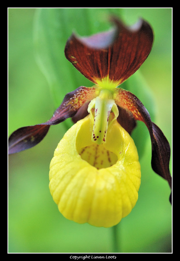 alcune foto di Cypripedium calceolus (Scarpetta di Venere)